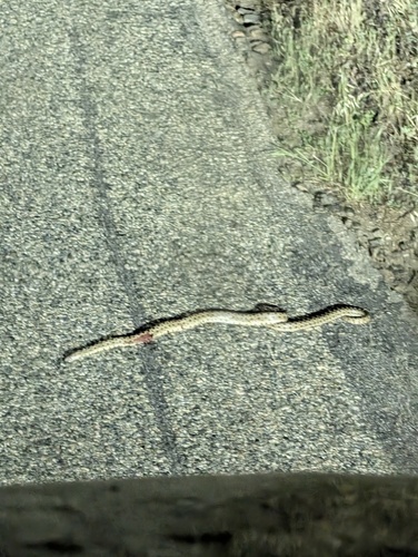 iNaturalist observation photo of Pacific Gopher Snake