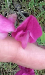 Lathyrus vestitus alefeldii