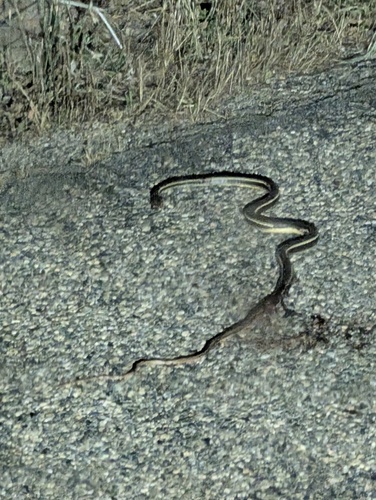 iNaturalist observation photo of Striped Racer