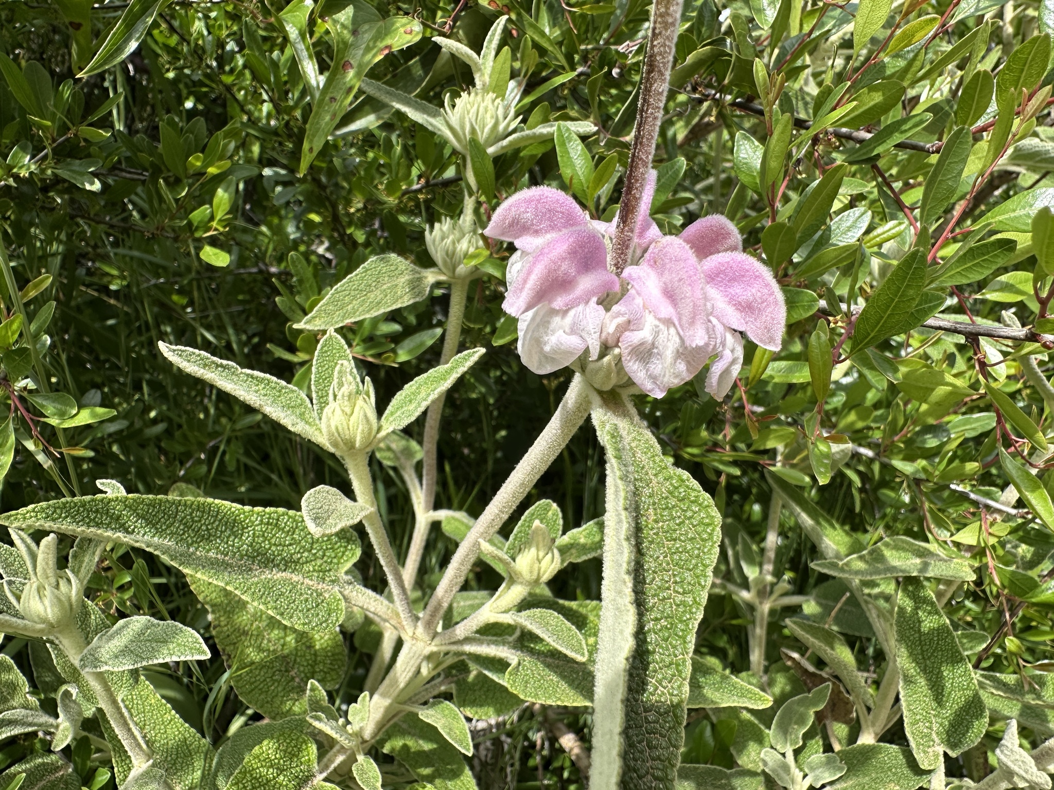 Phlomis Purpurea (Phlomis purpurea)