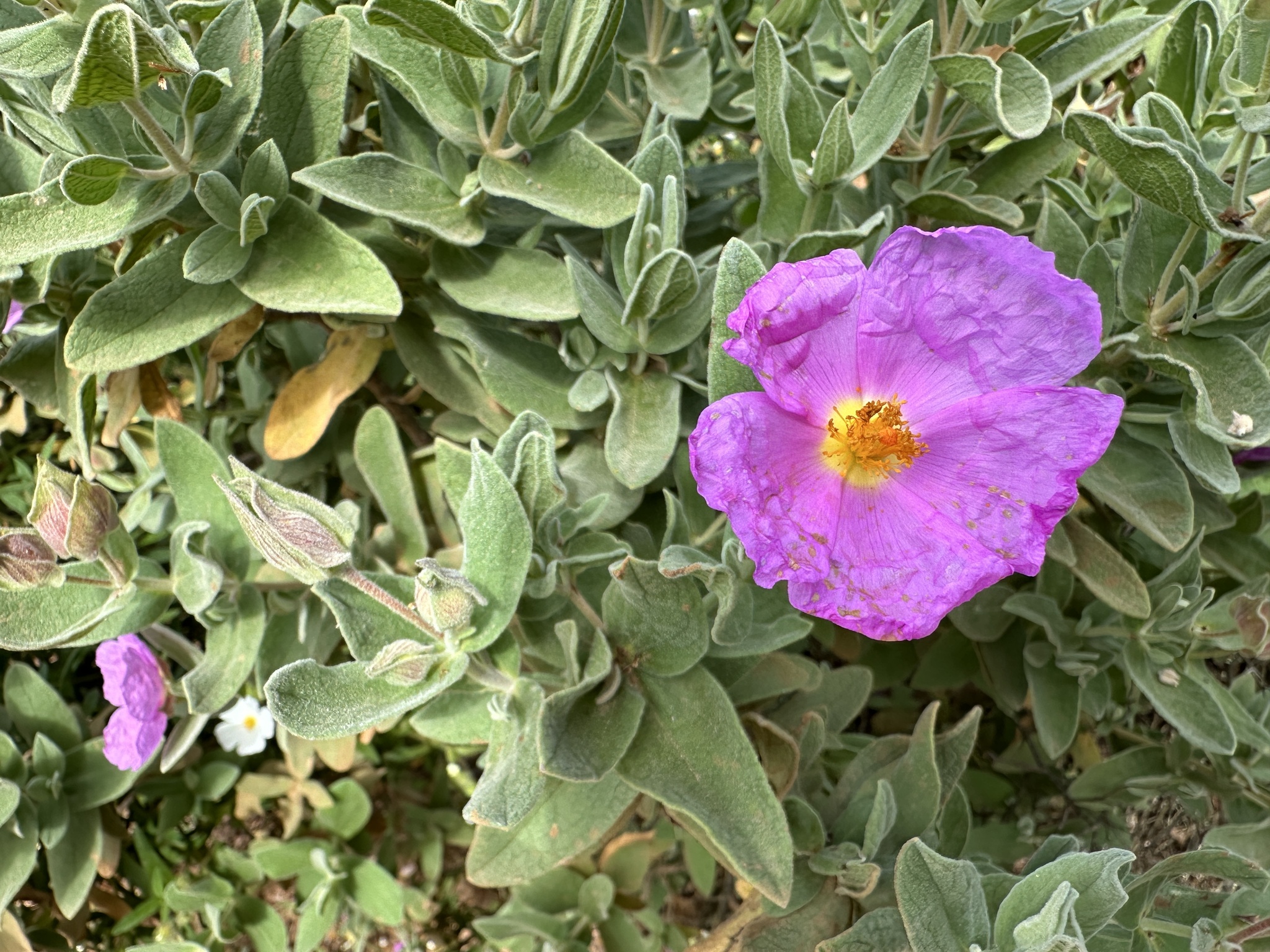 Grey-Leaved Cistus (Cistus albidus)