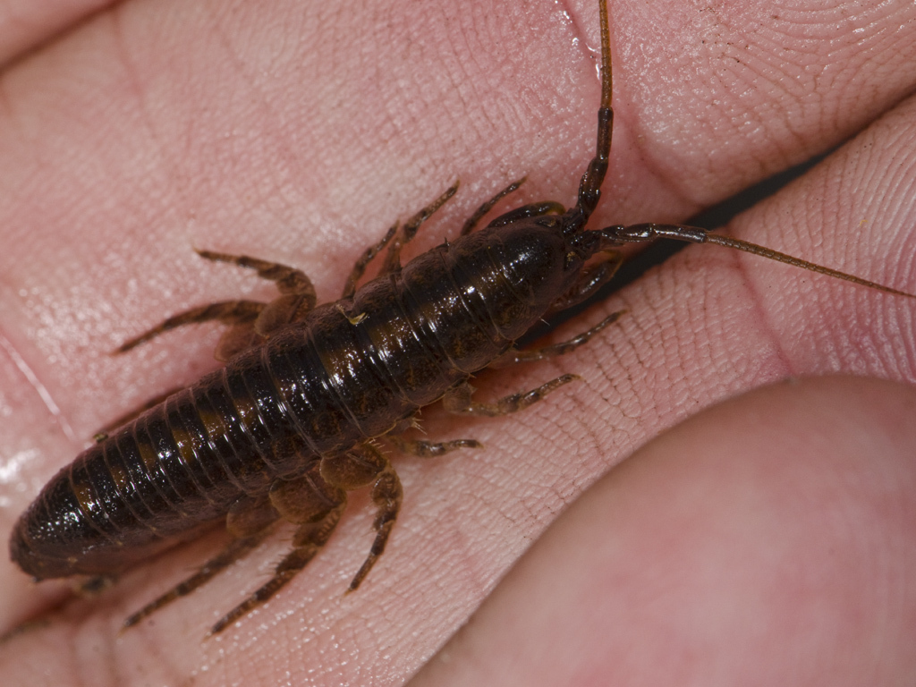 Eophreatoicus