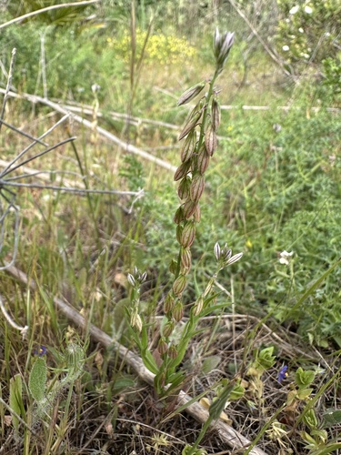 Mediterranean Milkwort (Polygala monspeliaca)