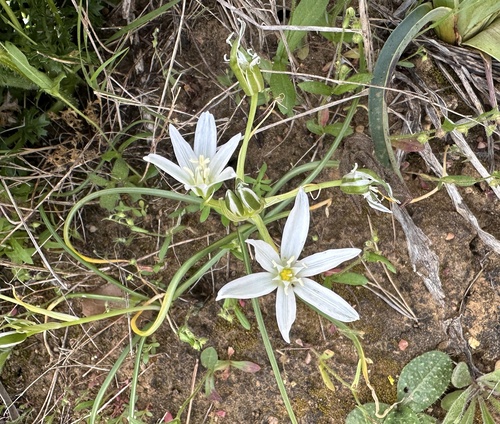 Star-of-Bethlehem (Ornithogalum baeticum)