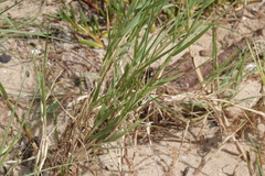 Spinifex longifolius