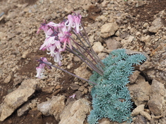 Dicentra peregrina