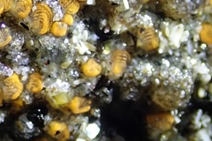 Pycnoclavella stanleyi