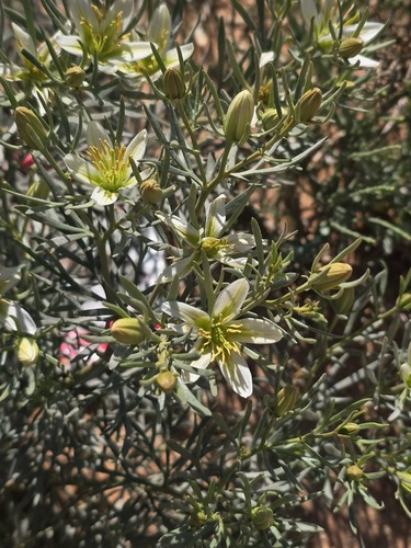 Harmal Peganum (Peganum harmala)