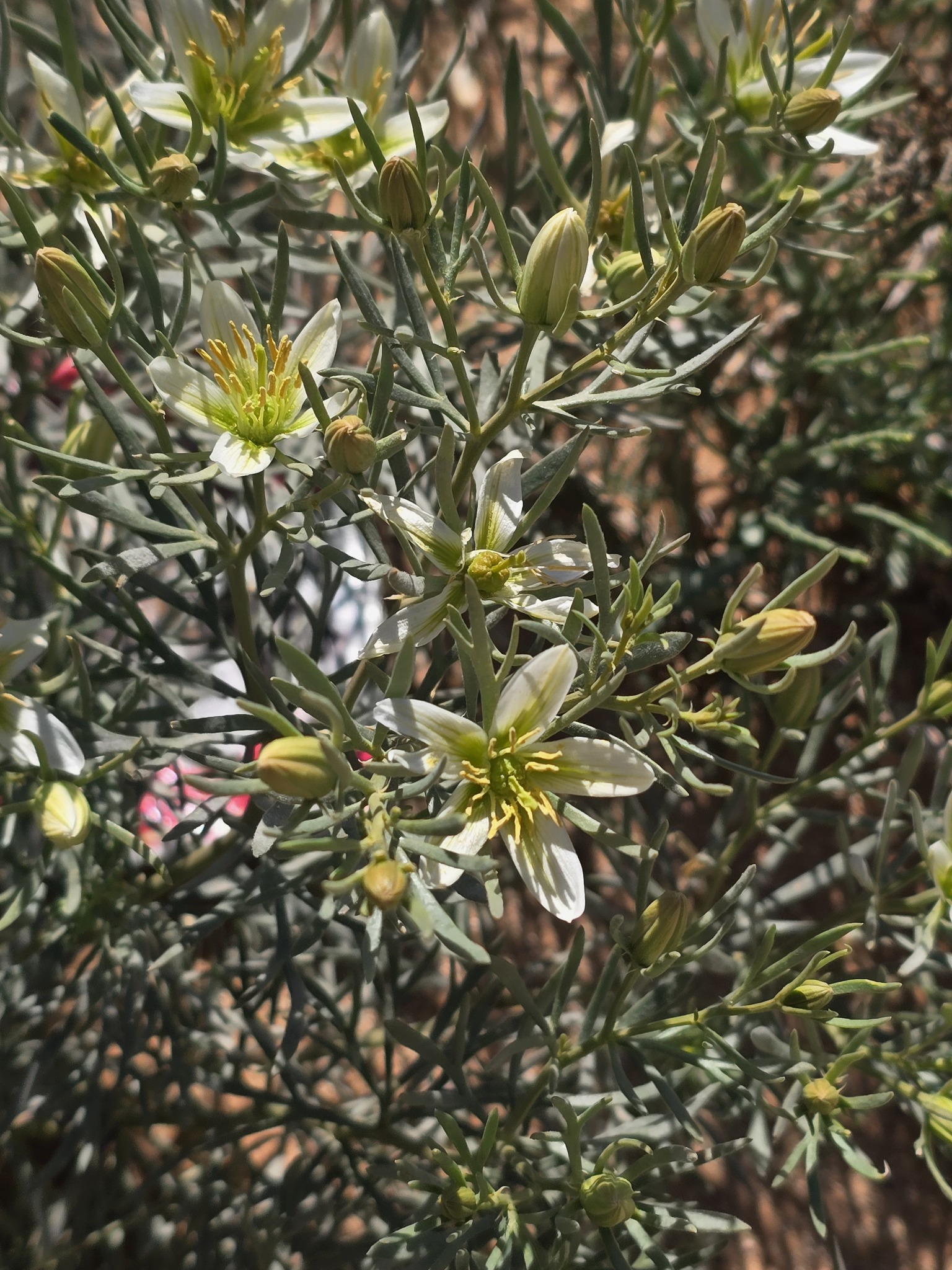 Harmal Peganum (Peganum harmala)