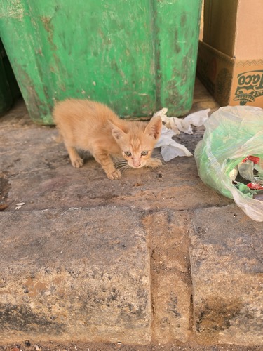 Domestic Cat