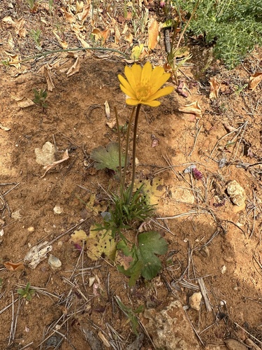 Palmate Anemone (Anemone palmata)