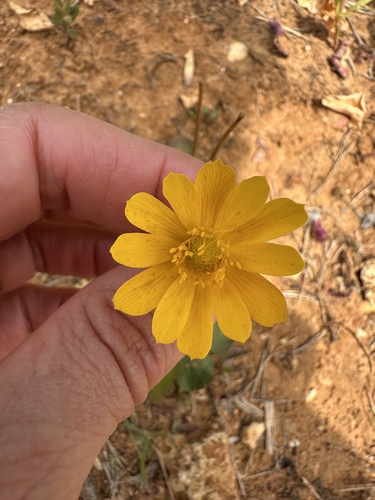 Anemone palmata, photograph 5