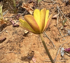Anemone palmata, photograph (c) Katrin Simon, some rights reserved (CC BY)