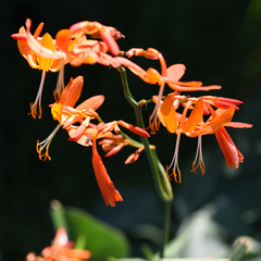 Crocosmia aurea aurea