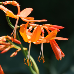 Crocosmia aurea aurea