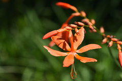 Crocosmia aurea aurea