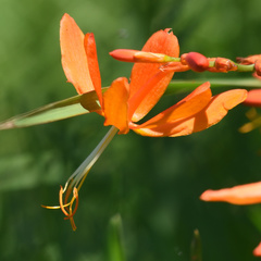 Crocosmia aurea aurea