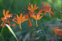 Crocosmia aurea aurea