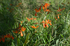 Crocosmia aurea aurea