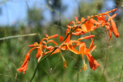 Crocosmia aurea aurea