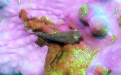Cochleoceps orientalis