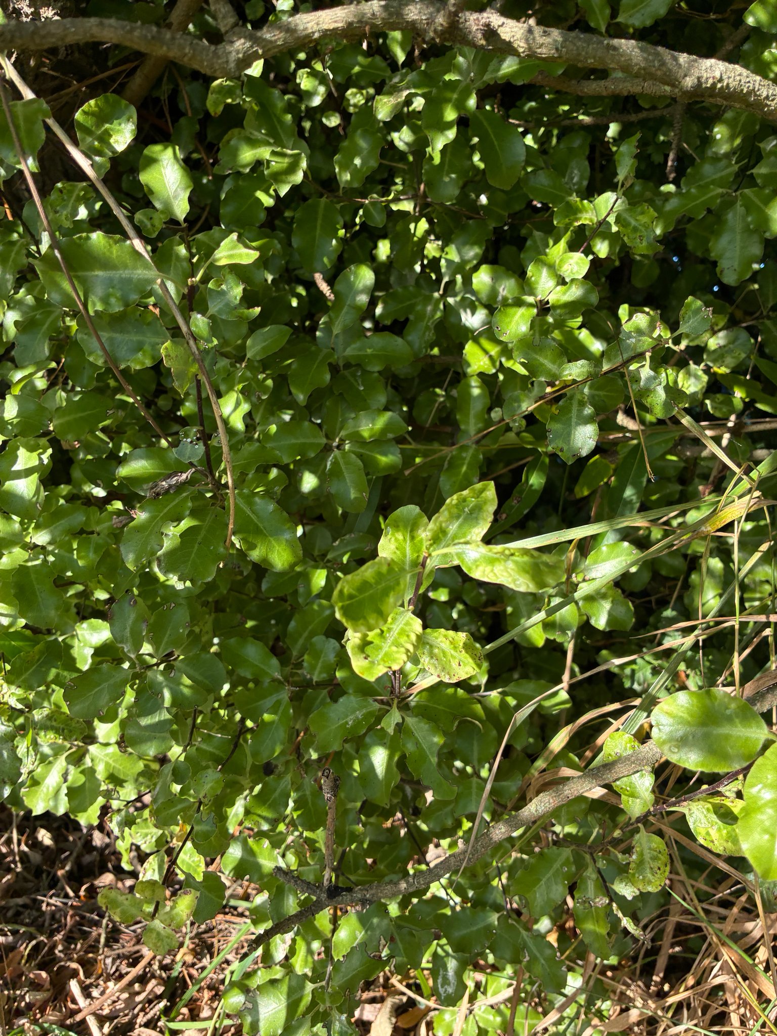Tawhiwhi (Pittosporum tenuifolium)