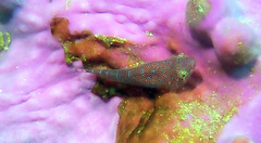 Cochleoceps orientalis