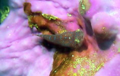Cochleoceps orientalis