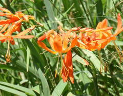 Crocosmia aurea aurea