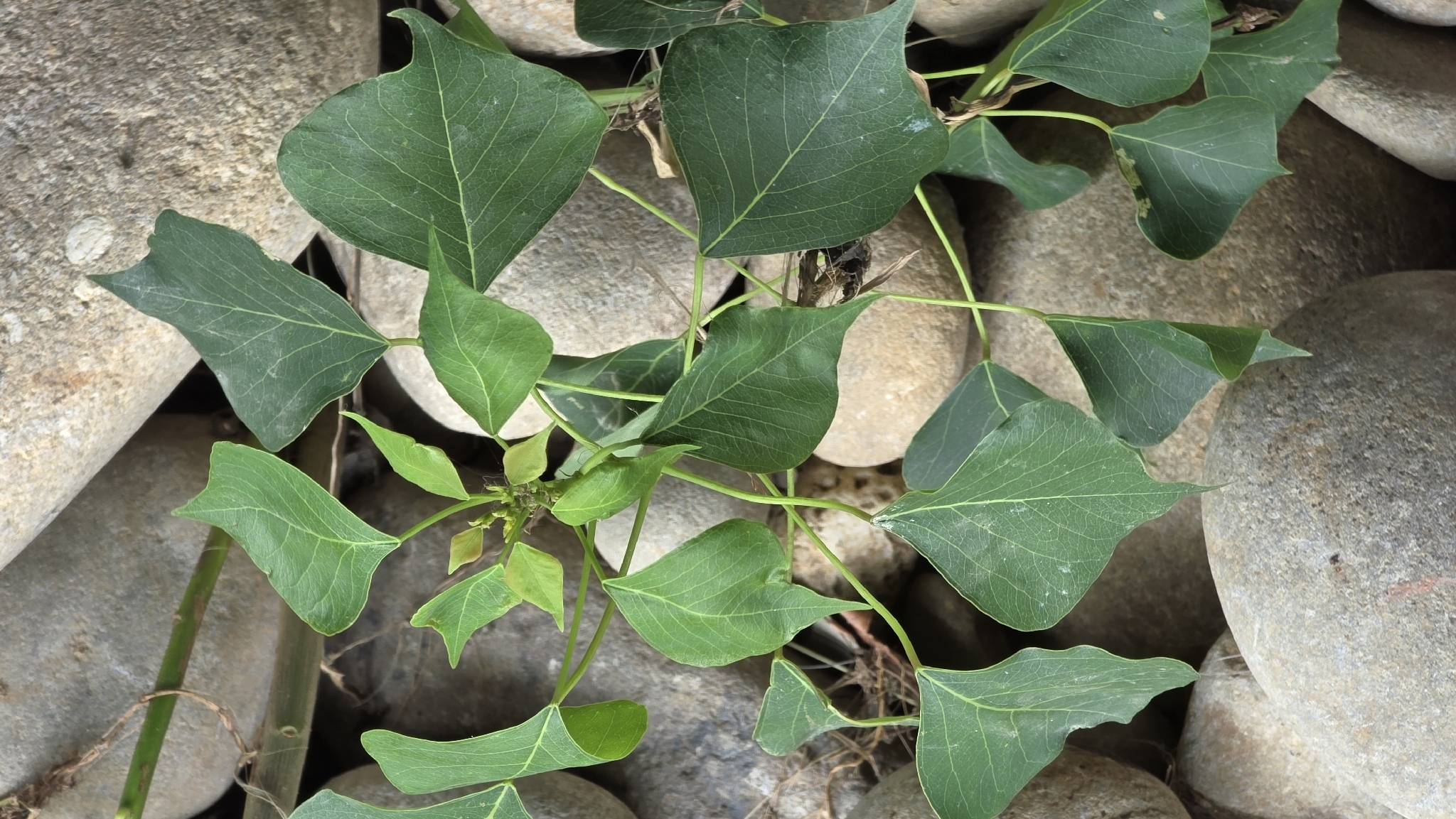Chinese Tallow (Triadica sebifera)