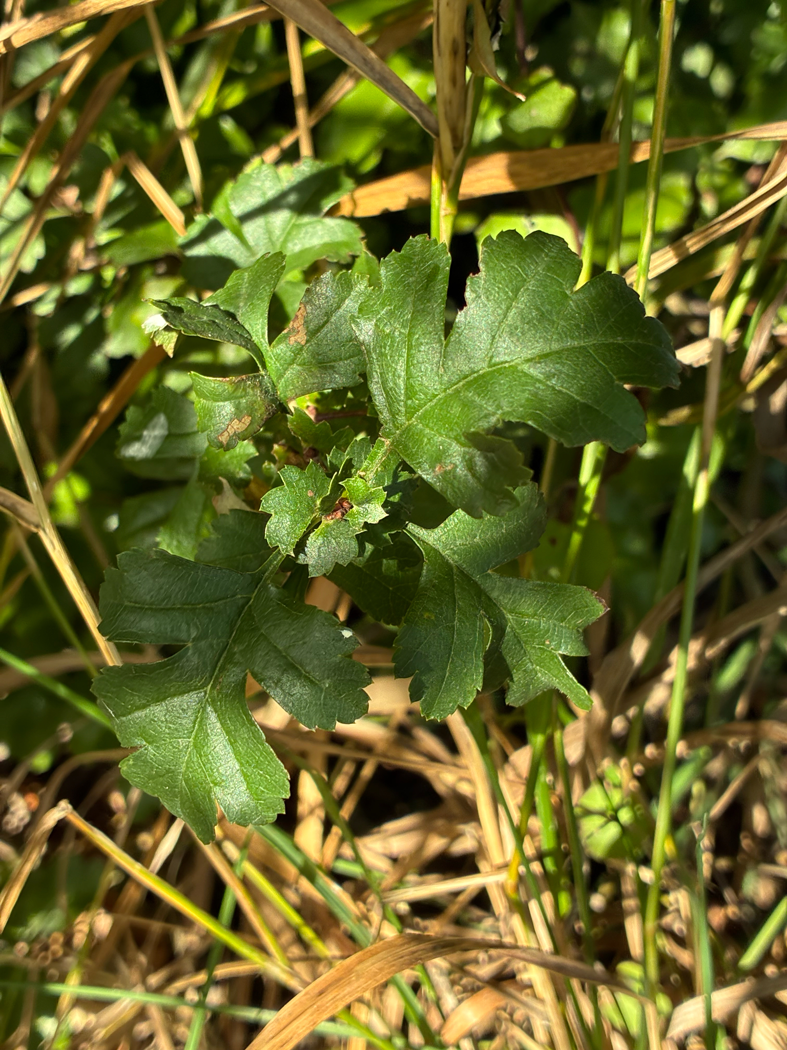 Common Hawthorn (Crataegus monogyna)