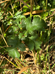 Common Hawthorn (Crataegus monogyna)