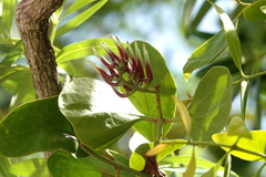 Decaisnina angustata