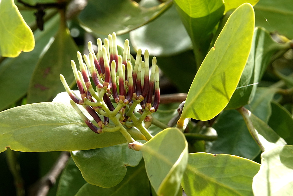Decaisnina angustata