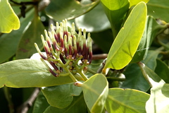 Decaisnina angustata