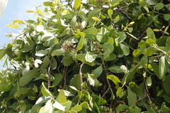 Decaisnina angustata