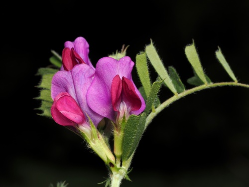 Common Vetch (Vicia sativa)