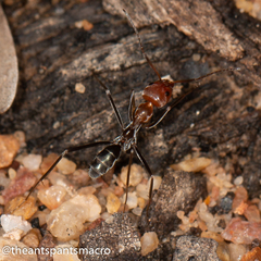 Iridomyrmex rubriceps