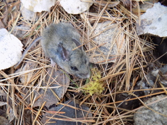 Peromyscus melanotis