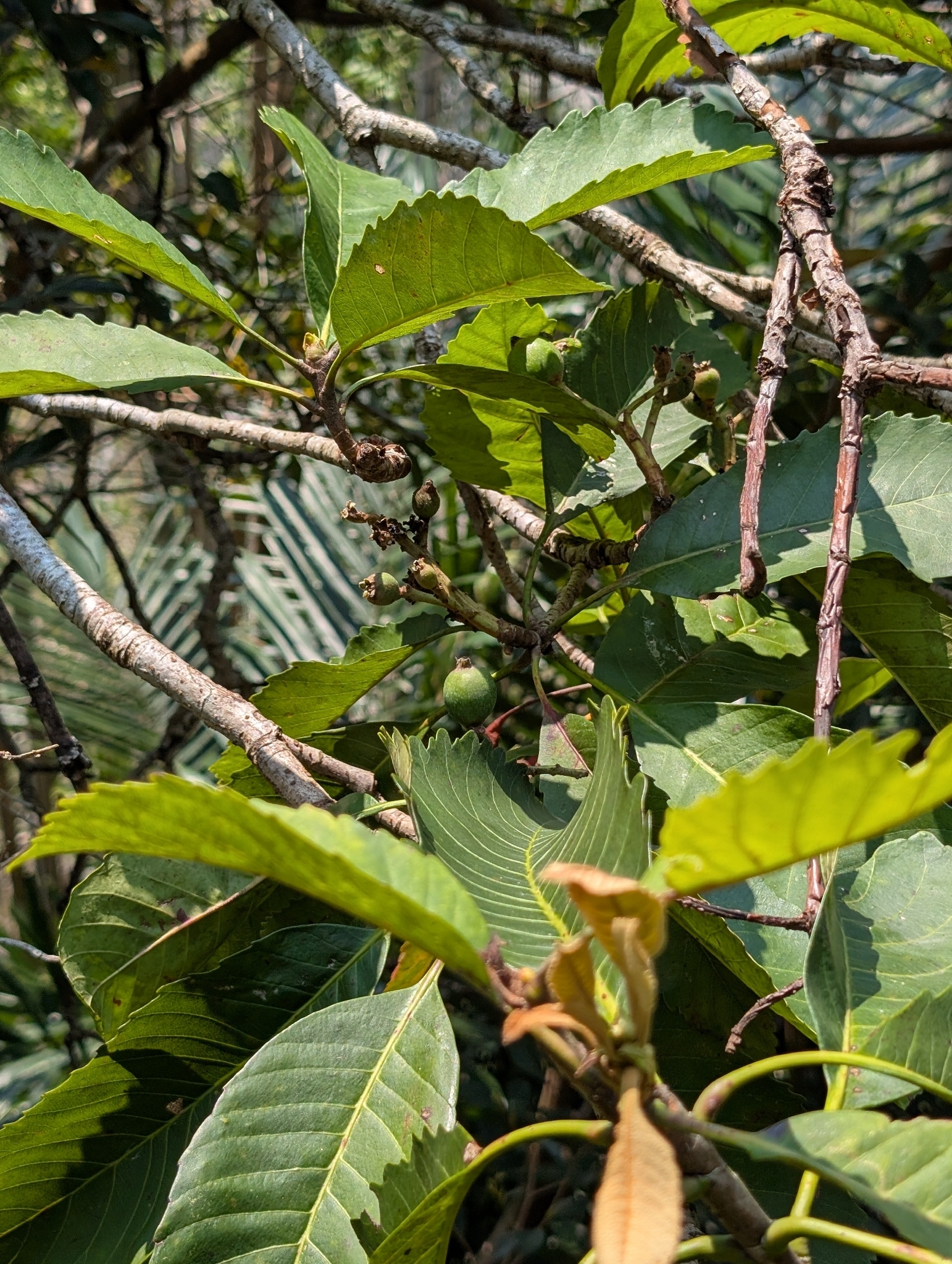 Bronze Loquat (Eriobotrya deflexa)