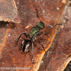 Polyrhachis hookeri