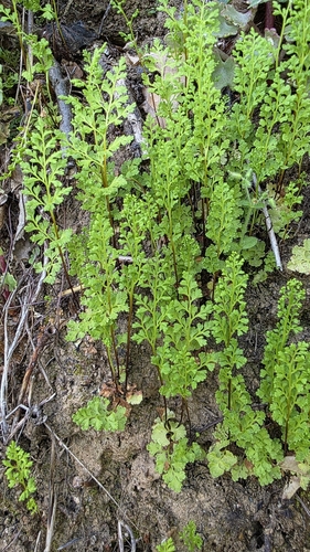 Jersey fern (Anogramma leptophylla)