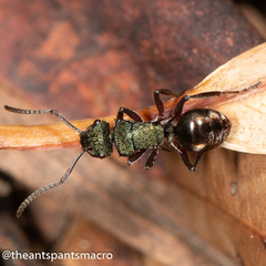 Polyrhachis hookeri