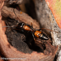 Opisthopsis picta