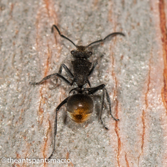Polyrhachis vermiculosa