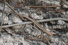 Cryptoblepharus virgatus