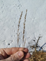 Calamagrostis stricta