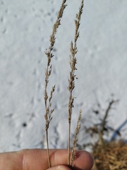 Calamagrostis stricta
