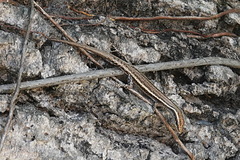 Cryptoblepharus virgatus