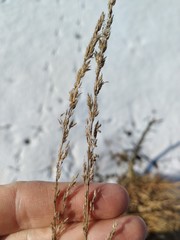 Calamagrostis stricta